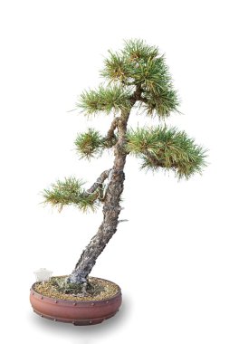 bonsai ağacı - çam