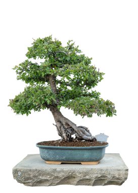 Bonsai Ağacı