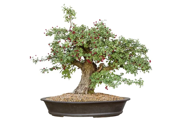 Δέντρο Bonsai — Φωτογραφία Αρχείου