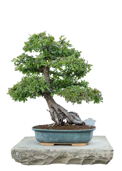 Árvore de Bonsai — Fotografia de Stock