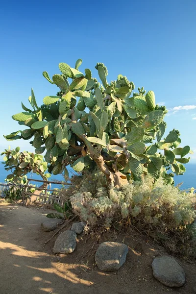 Coastal vegetation in the south of Italy — Stock Photo, Image