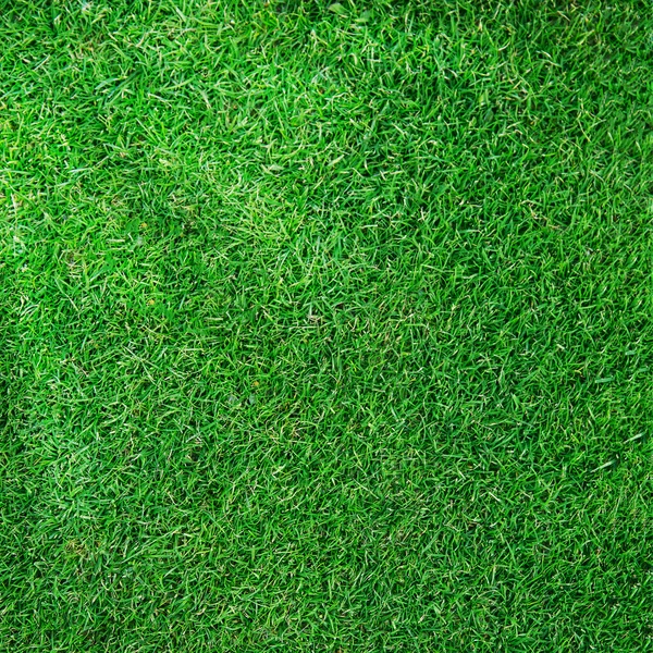 Гольф м'яч на траві для веб фону — стокове фото