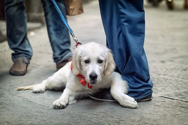 Uitzicht op de straat van de hond vanuit — Stockfoto