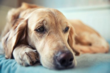 Köpek yatakta yatıyor.
