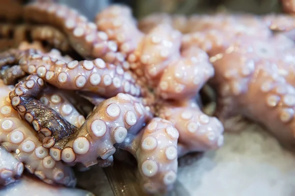 Raw and fresh octopus on ice - small focus — Stock Photo, Image