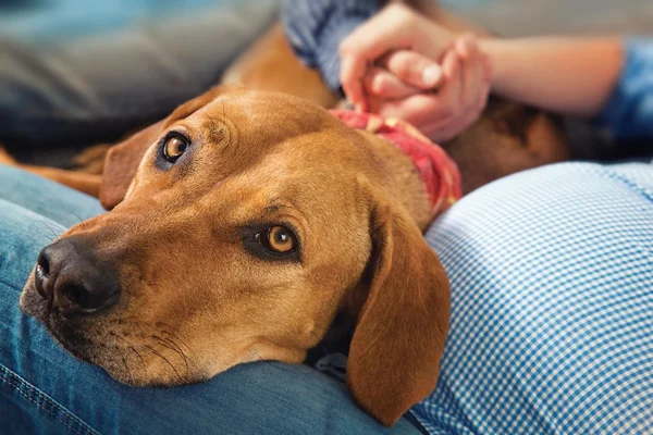 Perro (Rhodesian ridgeback) y su familia — Foto de Stock