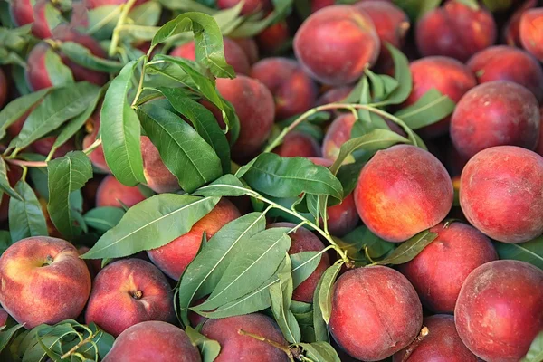 Fruta. —  Fotos de Stock