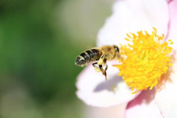 Bee fly to the flower — Stock Photo, Image