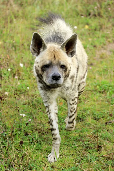 Stripet hyene – stockfoto