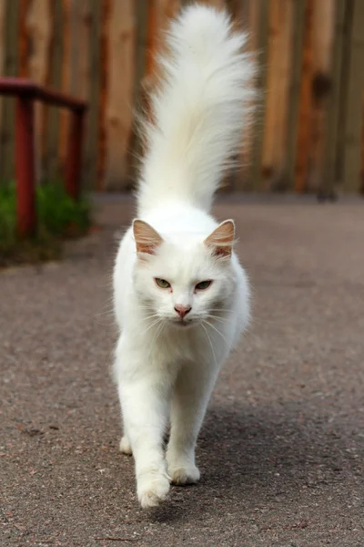 White cat walk