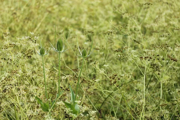 Distel, trockenes Gras — Stockfoto