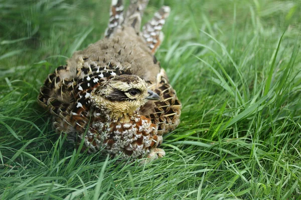 Fasan kvinna — Stockfoto