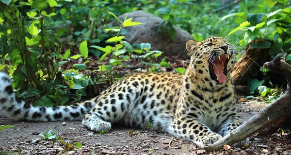 Amur Leopardo — Fotografia de Stock