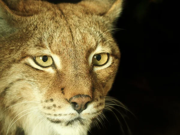 Lynx — Stock Photo, Image