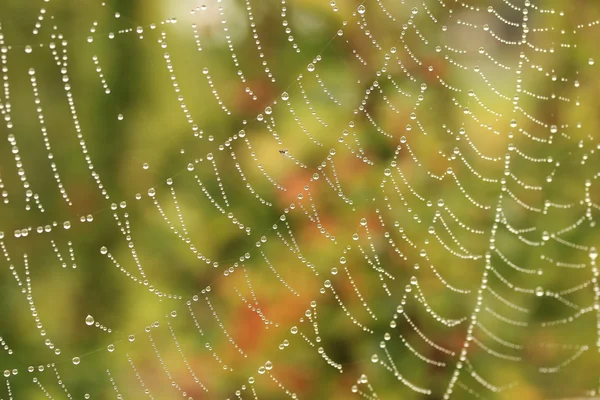 Su damlalı örümcek ağı