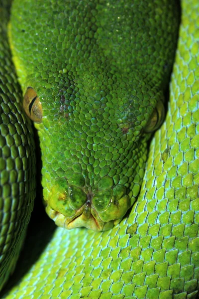 bir dalda yeşil yılan