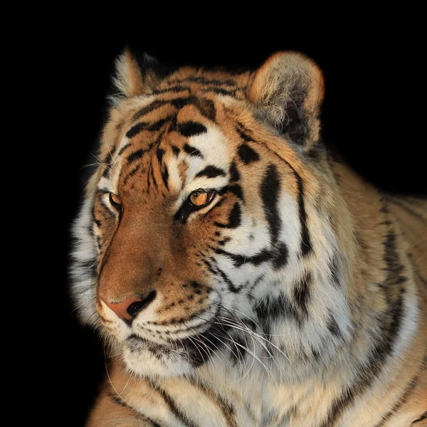 Tiger on black — Stock Photo, Image