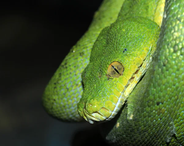 Grüne Schlange — Stockfoto