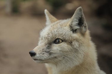 Küçük Korsak tilkisi kışın dört gözle bekliyor.