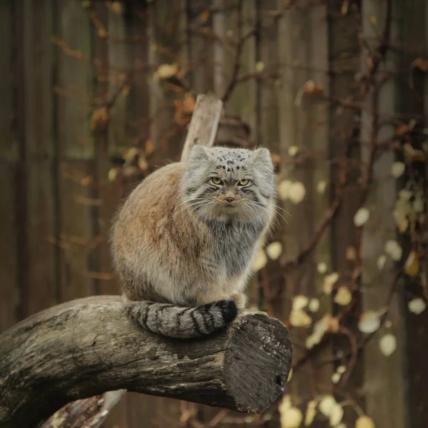 小天狼星和愤怒的猫在树枝上 — 图库照片