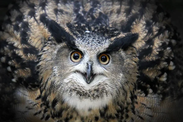 Eurasian Eagle Owll Bubo Bubo — 图库照片