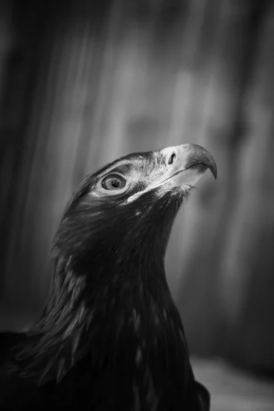 Young Golden Eagle Looking Forward Black White — Zdjęcie stockowe