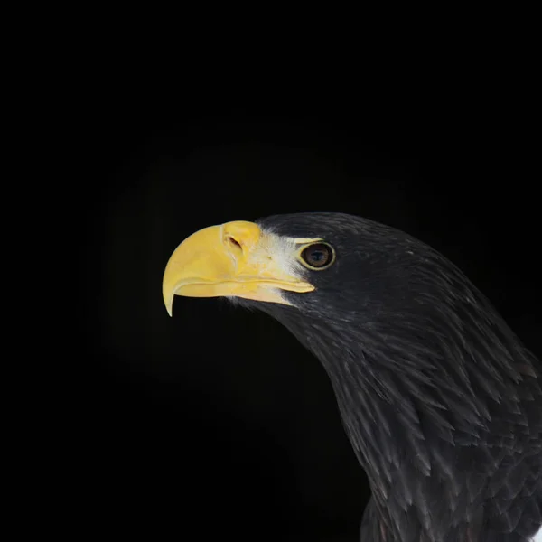 Preto Fundo Retrato Stellers Sea Eagle — Fotografia de Stock