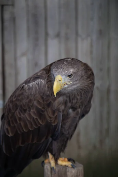 Sea Eagle Sitting Branch — Stock Photo, Image