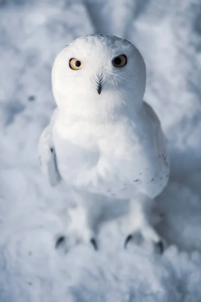 Polar Owl Nuctea Scandiaca Snow Background — Stock Photo, Image