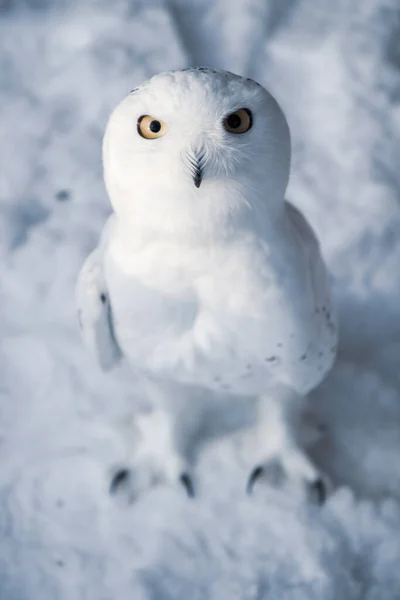 Búho Polar Nuctea Scandiaca Sobre Fondo Nieve — Foto de Stock