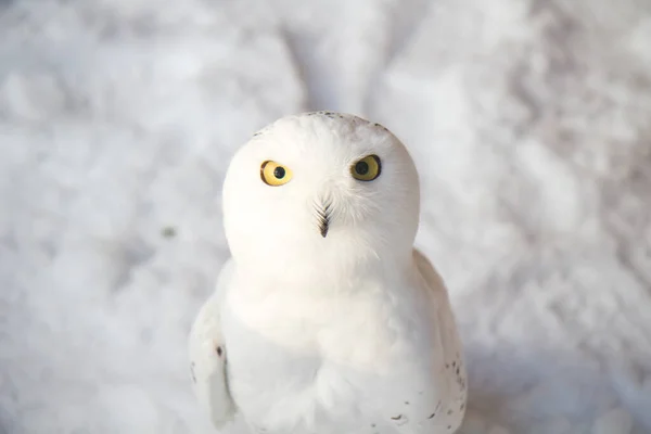 雪原背景下的极地猫头鹰 努茶沙夫卡 — 图库照片