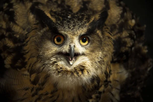 Close Portrait Bubo Bubo Big Eurasian Owl — Stockfoto