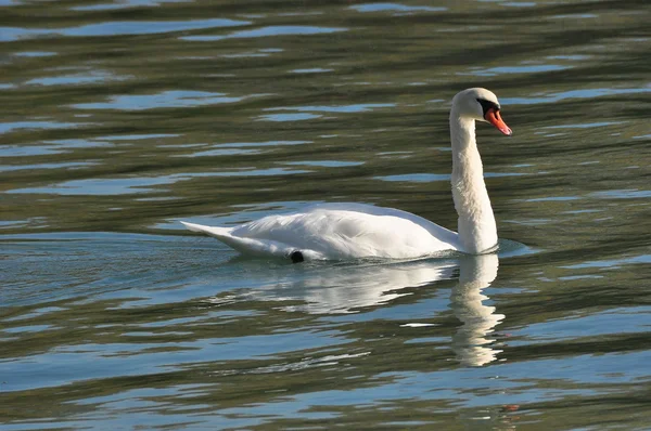 White Swan — Stock Photo, Image