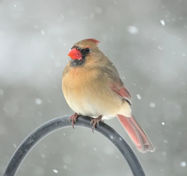 Kardinal kışın — Stok fotoğraf