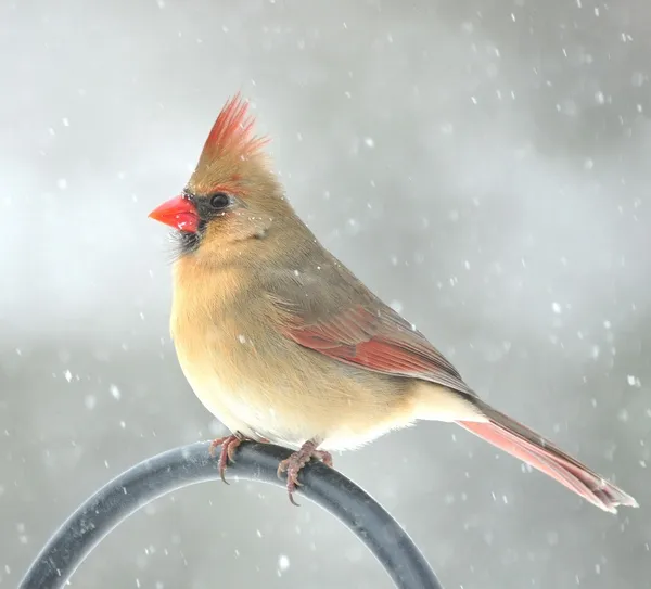 Cardinal In Winter — Stock Photo, Image