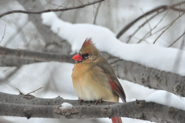 Cardinal en hiver — Photo