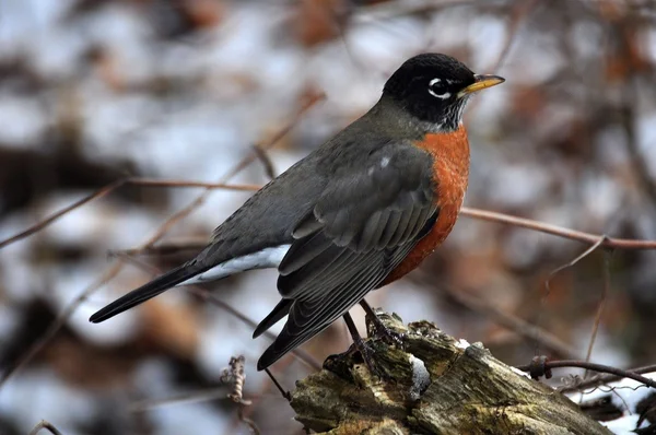 Amerikanska robin — Stockfoto