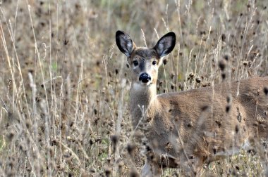 Beyaz kuyruklu geyik