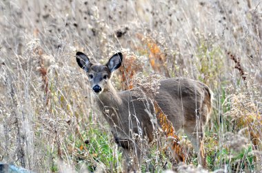 Beyaz kuyruklu geyik