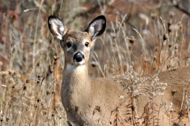 Beyaz kuyruklu geyik