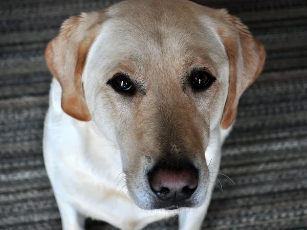 Nahaufnahme von Hunden im Gesicht — Stockfoto