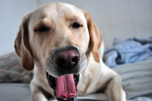 Yawning Dog — Stock Photo, Image