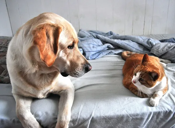 Σκύλος και γάτα Φωτογραφία Αρχείου