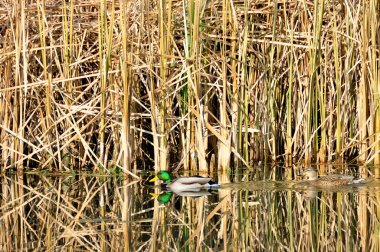 Yeşilbaş ördekler