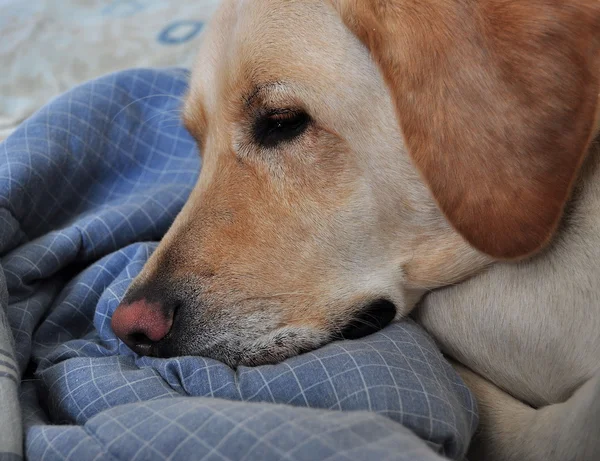 Сонная собака — стоковое фото