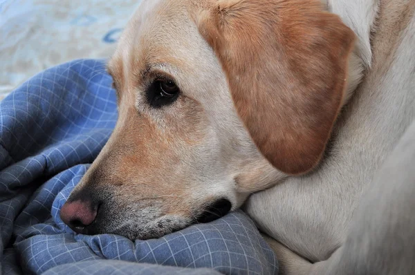 Schläfriger Hund — Stockfoto