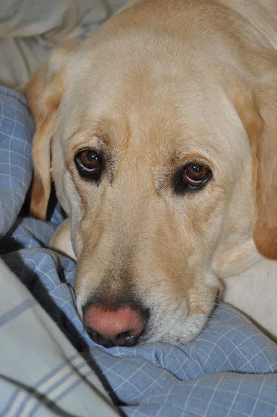 Labrador retriever närbild — Stockfoto