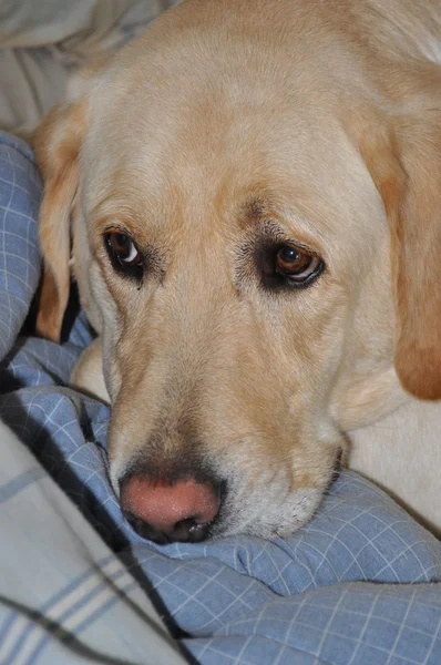 Labrador retriever närbild — Stockfoto