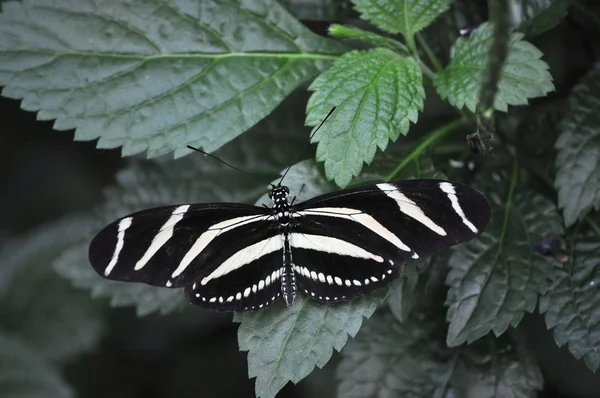 Mariposa tropical colorida —  Fotos de Stock