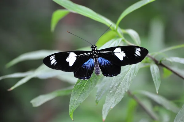 Mariposa tropical colorida — Foto de Stock